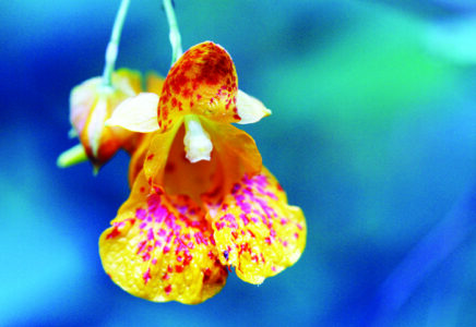 Jewelweed Blossom macro closeup in the wilderness with blurred background